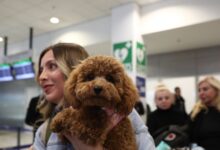 Επαναπατρίστηκαν-άλλοι-101-Έλληνες-με-τα-47-κατοικίδια-τους,-με-ειδική-πτήση-από-τη-Μέση-Ανατολή