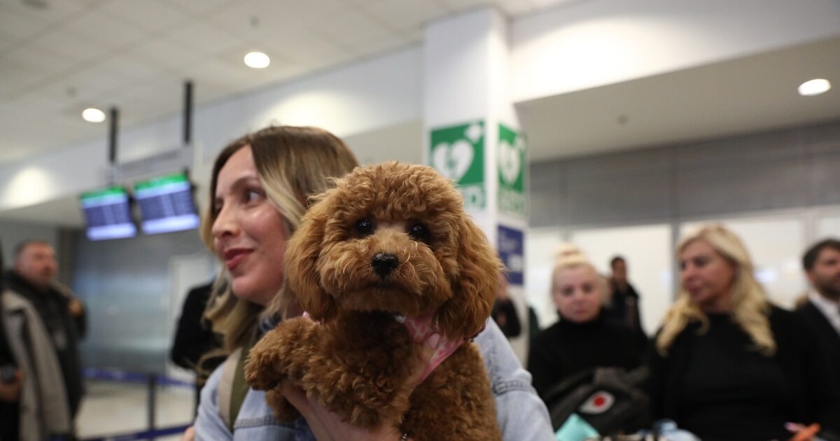 Επαναπατρίστηκαν-άλλοι-101-Έλληνες-με-τα-47-κατοικίδια-τους,-με-ειδική-πτήση-από-τη-Μέση-Ανατολή