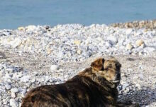 Χανιά:-Η-συγκινητική-ιστορία-της-«Μπέλλας»,-του-«Χάτσικο»-της-Παλαιόχωρας