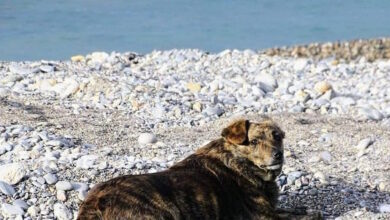 Χανιά:-Η-συγκινητική-ιστορία-της-«Μπέλλας»,-του-«Χάτσικο»-της-Παλαιόχωρας