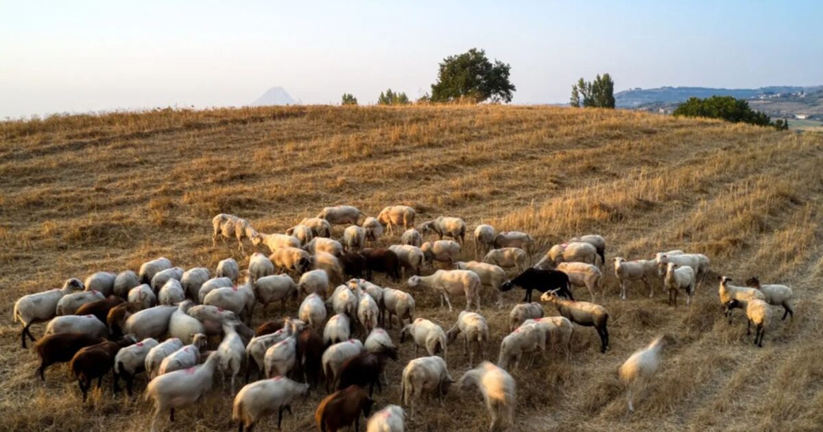Λέσβος:-Σε-ισχύ-έως-τις-15-Μαΐου-τα-μέτρα-για-τον-αφθώδη-πυρετό-μετά-από-κρούσμα-σε-ζώο