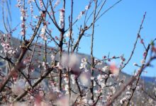 Εαρινή-ισημερία-2026:-Σήμερα-μπαίνει-και-επίσημα-η-άνοιξη-στο-βόρειο-ημισφαίριο