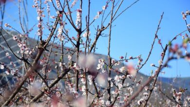 Εαρινή-ισημερία-2026:-Σήμερα-μπαίνει-και-επίσημα-η-άνοιξη-στο-βόρειο-ημισφαίριο