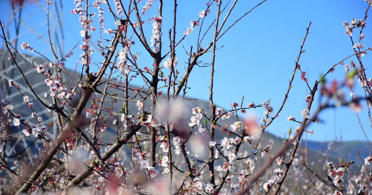 Εαρινή-ισημερία-2026:-Σήμερα-μπαίνει-και-επίσημα-η-άνοιξη-στο-βόρειο-ημισφαίριο