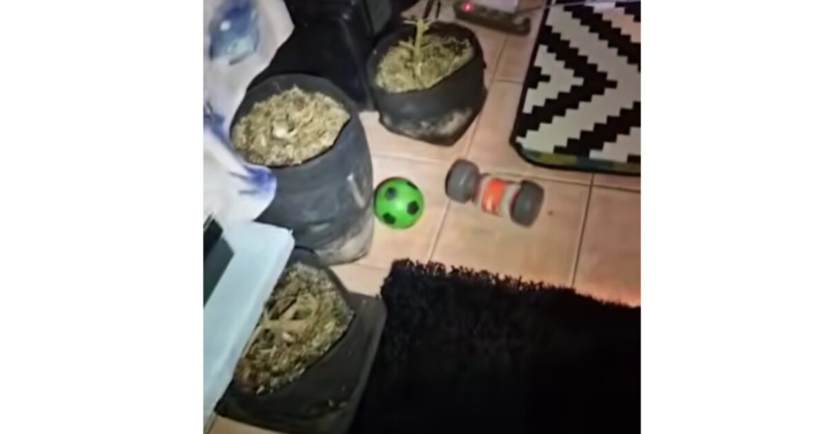 Αιγάλεω:-Συνελήφθη-οδηγός-σχολικού-να-κάνει-χρήση-ναρκωτικών-εν-ώρα-εργασίας-–-Βρέθηκε-εργαστήριο-κάνναβης-στο-σπίτι-του