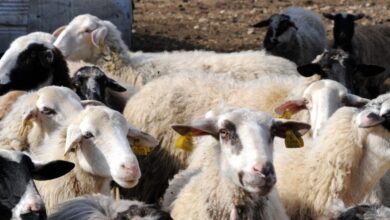 Μυτιλήνη:-«Η-Λέσβος-είναι-σε-ολικό-lockdown-και-δεν-μπορούν-να-σταλθούν-προϊόντα»-λόγω-του-αφθώδους-πυρετού