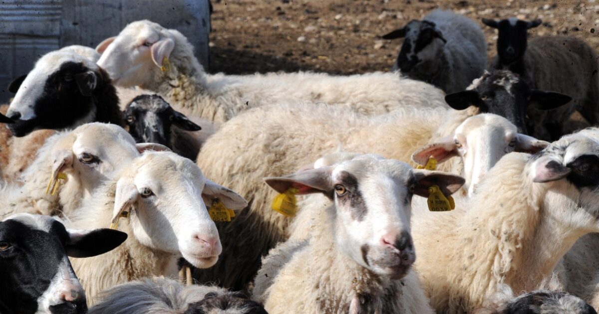 Μυτιλήνη:-«Η-Λέσβος-είναι-σε-ολικό-lockdown-και-δεν-μπορούν-να-σταλθούν-προϊόντα»-λόγω-του-αφθώδους-πυρετού