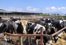 Λέσβος:-Αποζημιώσεις-για-το-γάλα-λόγω-του-αφθώδους-πυρετού