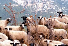 Λέσβος:-Έφτασαν-τα-13-τα-κρούσματα-αφθώδους-πυρετού-σε-ζώα-–-Τραγική-η-κατάσταση-στις-κτηνοτροφικές-μονάδες