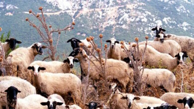 Λέσβος:-Έφτασαν-τα-13-τα-κρούσματα-αφθώδους-πυρετού-σε-ζώα-–-Τραγική-η-κατάσταση-στις-κτηνοτροφικές-μονάδες