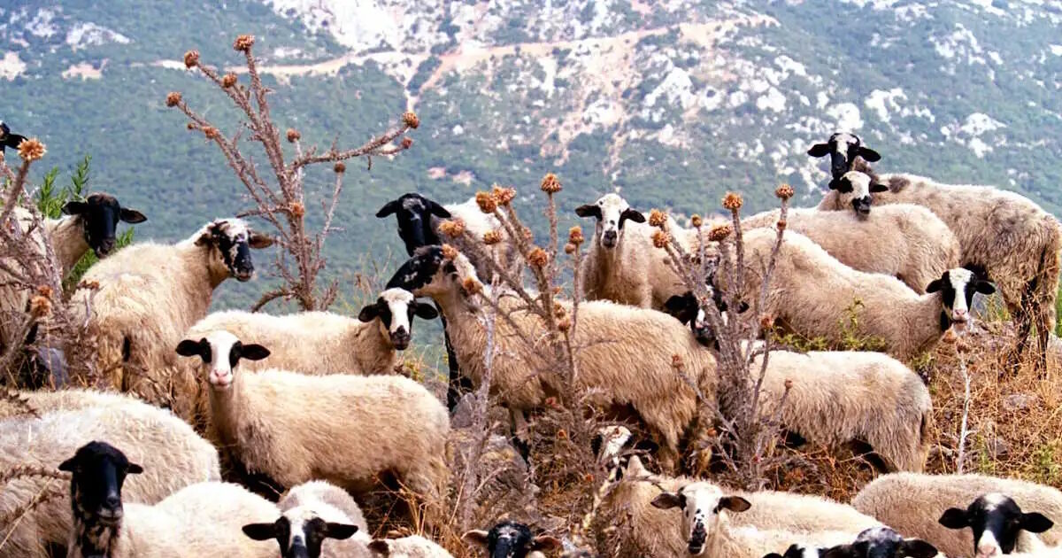 Λέσβος:-Έφτασαν-τα-13-τα-κρούσματα-αφθώδους-πυρετού-σε-ζώα-–-Τραγική-η-κατάσταση-στις-κτηνοτροφικές-μονάδες