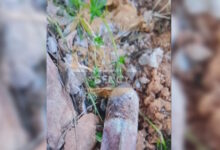 Πεύκη:-Σήμερα-η-επιχείρηση-εξουδετέρωσης-της-οβίδας-του-Β’-Παγκοσμίου-Πολέμου-που-βρήκαν-παιδιά-σε-οικοδομή