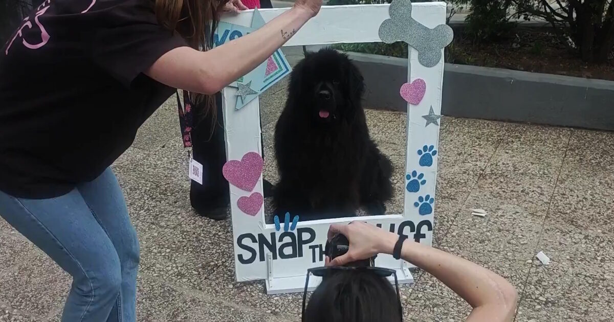 Παγκράτι:-Ουρές-από-σκύλους-για-να-βγάλουν-το-καλύτερο-κλικ-σε-δωρεάν-φωτογράφιση-στην-πλατεία-Βαρνάβα