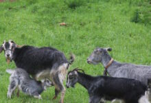 Αμπελόκηποι:-Δεκάδες-κοτόπουλα,-πτηνά-και-κατσίκες-εντοπίστηκαν-σε-διαμέρισμα-έπειτα-από-καταγγελία-για-παράνομη-εκτροφή