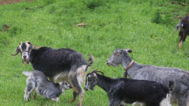 Αμπελόκηποι:-Δεκάδες-κοτόπουλα,-πτηνά-και-κατσίκες-εντοπίστηκαν-σε-διαμέρισμα-έπειτα-από-καταγγελία-για-παράνομη-εκτροφή