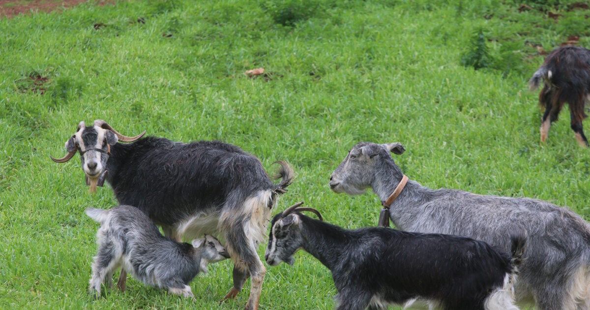 Αμπελόκηποι:-Δεκάδες-κοτόπουλα,-πτηνά-και-κατσίκες-εντοπίστηκαν-σε-διαμέρισμα-έπειτα-από-καταγγελία-για-παράνομη-εκτροφή