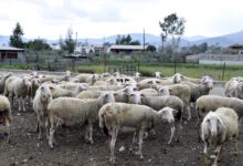 Πρέβεζα:-Σε-καραντίνα-κτηνοτροφική-μονάδα-μετά-από-ύποπτο-κρούσμα-ευλογιάς