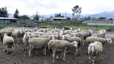 Πρέβεζα:-Σε-καραντίνα-κτηνοτροφική-μονάδα-μετά-από-ύποπτο-κρούσμα-ευλογιάς