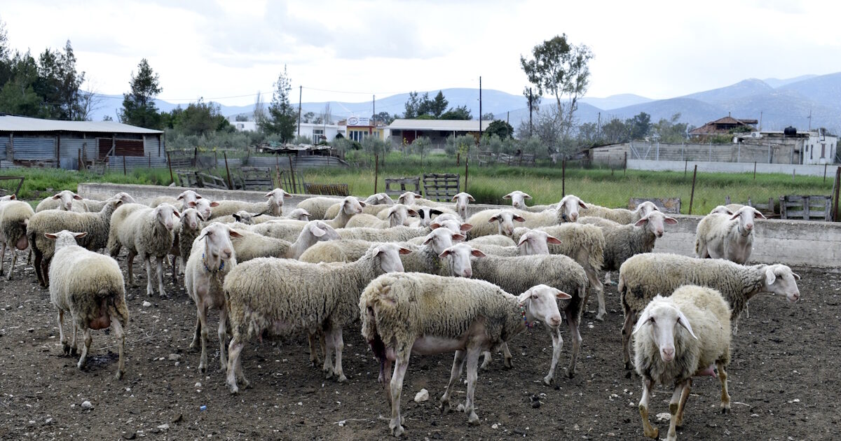 Πρέβεζα:-Σε-καραντίνα-κτηνοτροφική-μονάδα-μετά-από-ύποπτο-κρούσμα-ευλογιάς