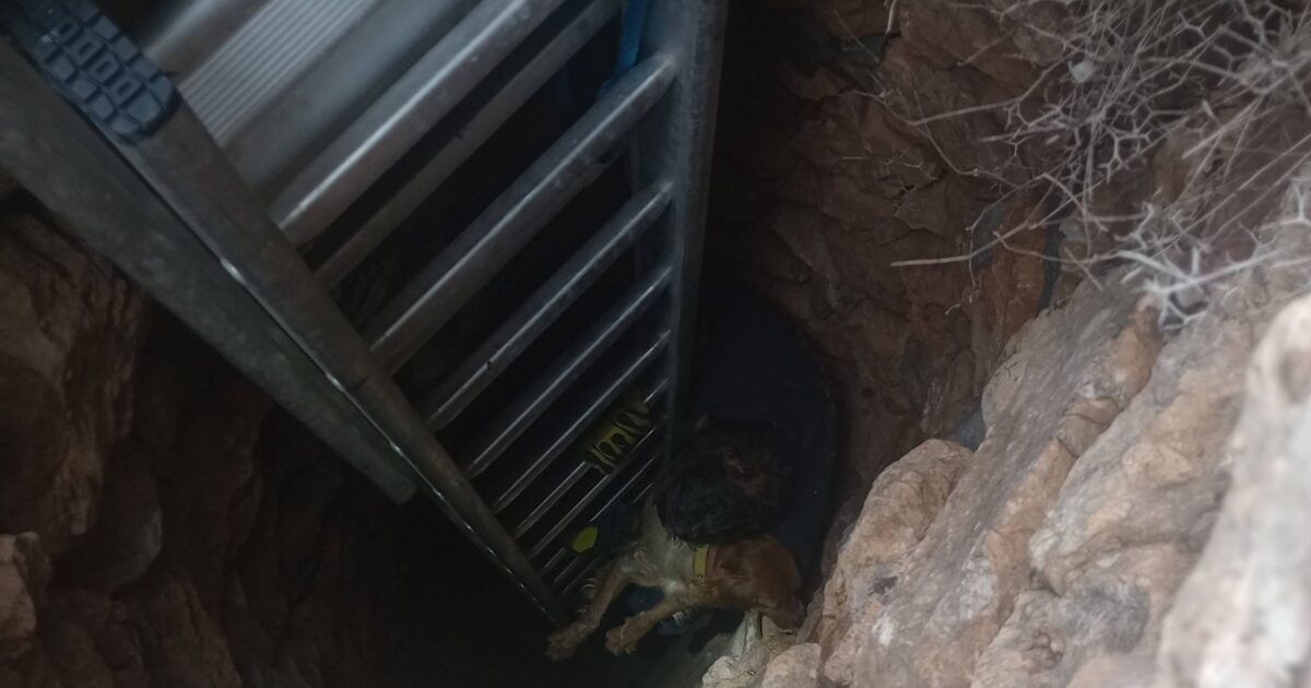 Σύρος:-Σκύλος-σώθηκε-μέσα-από-πηγάδι-15-μέτρων-–-Τον-έψαχναν-για-10-ημέρες