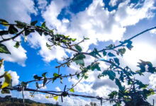 Καιρός-αύριο:-Λιακάδα-με-λίγη-συννεφιά-στο-μεγαλύτερο-μέρος-της-χώρας-–-Πιθανότητα-βροχών-στην-Κρήτη