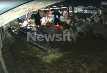 Θεσσαλονίκη:-«Μπούκαραν»-σε-κτηνοτροφική-μονάδα,-άρπαξαν-7-αρνιά-και-εξαφανίστηκαν-–-Βίντεο-ντοκουμέντα