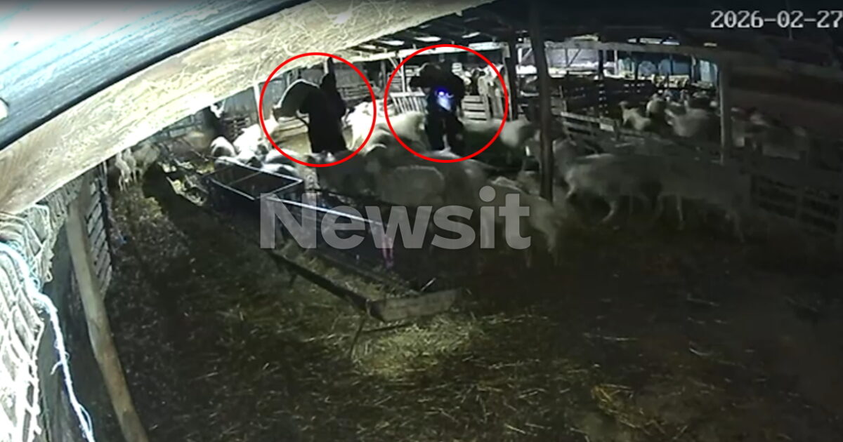 Θεσσαλονίκη:-«Μπούκαραν»-σε-κτηνοτροφική-μονάδα,-άρπαξαν-7-αρνιά-και-εξαφανίστηκαν-–-Βίντεο-ντοκουμέντα