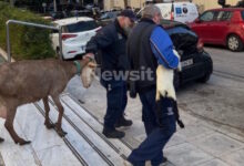 Καλλιακμάνης-για-Αμπελόκηπους:-ceo-γνωστής-εταιρείας-είχε-το-παράνομο-μαντρί-σε-ταράτσα-16ου-ορόφου