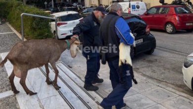 Καλλιακμάνης-για-Αμπελόκηπους:-ceo-γνωστής-εταιρείας-είχε-το-παράνομο-μαντρί-σε-ταράτσα-16ου-ορόφου