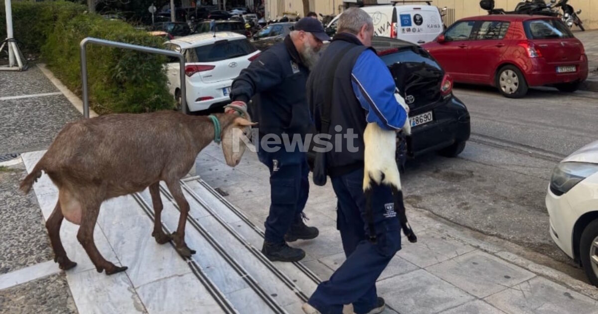 Καλλιακμάνης-για-Αμπελόκηπους:-ceo-γνωστής-εταιρείας-είχε-το-παράνομο-μαντρί-σε-ταράτσα-16ου-ορόφου