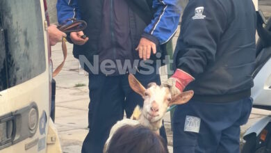 ΕΦΕΤ:-«Καμία-εμπλοκή»-για-το-παράνομο-μαντρί-σε-ταράτσα-κτιρίου-στους-Αμπελόκηπους