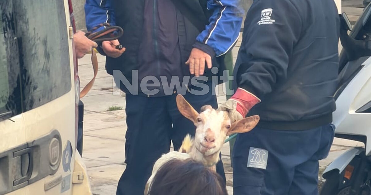 ΕΦΕΤ:-«Καμία-εμπλοκή»-για-το-παράνομο-μαντρί-σε-ταράτσα-κτιρίου-στους-Αμπελόκηπους