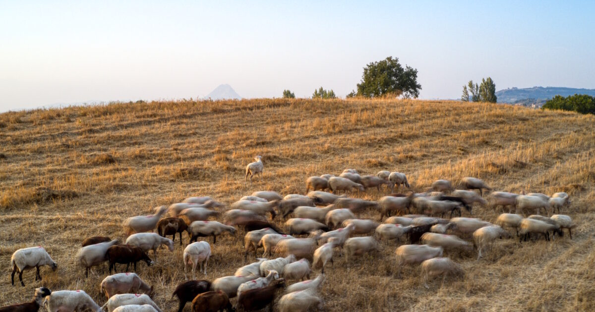 Υπουργείο-Αγροτικής-Ανάπτυξης-και-Τροφίμων:-Δύο-νέα-κρούσματα-αφθώδους-πυρετού-εντοπίστηκαν-στη-Λέσβο