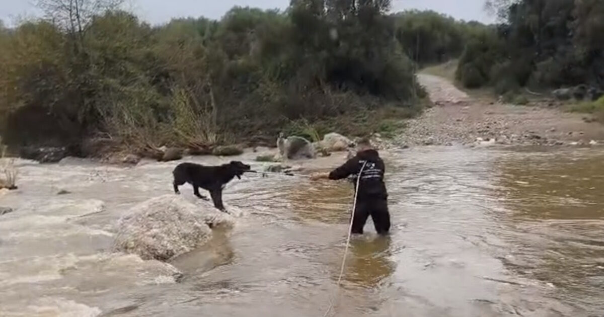 Χαλκιδική:-Βίντεο-από-την-επιχείρηση-διάσωσης-δύο-τσοπανόσκυλων-που-εγκλωβίστηκαν-σε-ποταμό